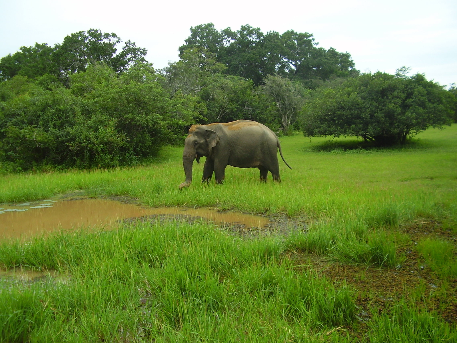 sri_lanka_dot_055.JPG