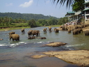 sri_lanka_dot_004.JPG