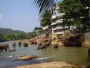 sri_lanka_dot_006.JPG