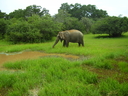 sri_lanka_dot_056.JPG