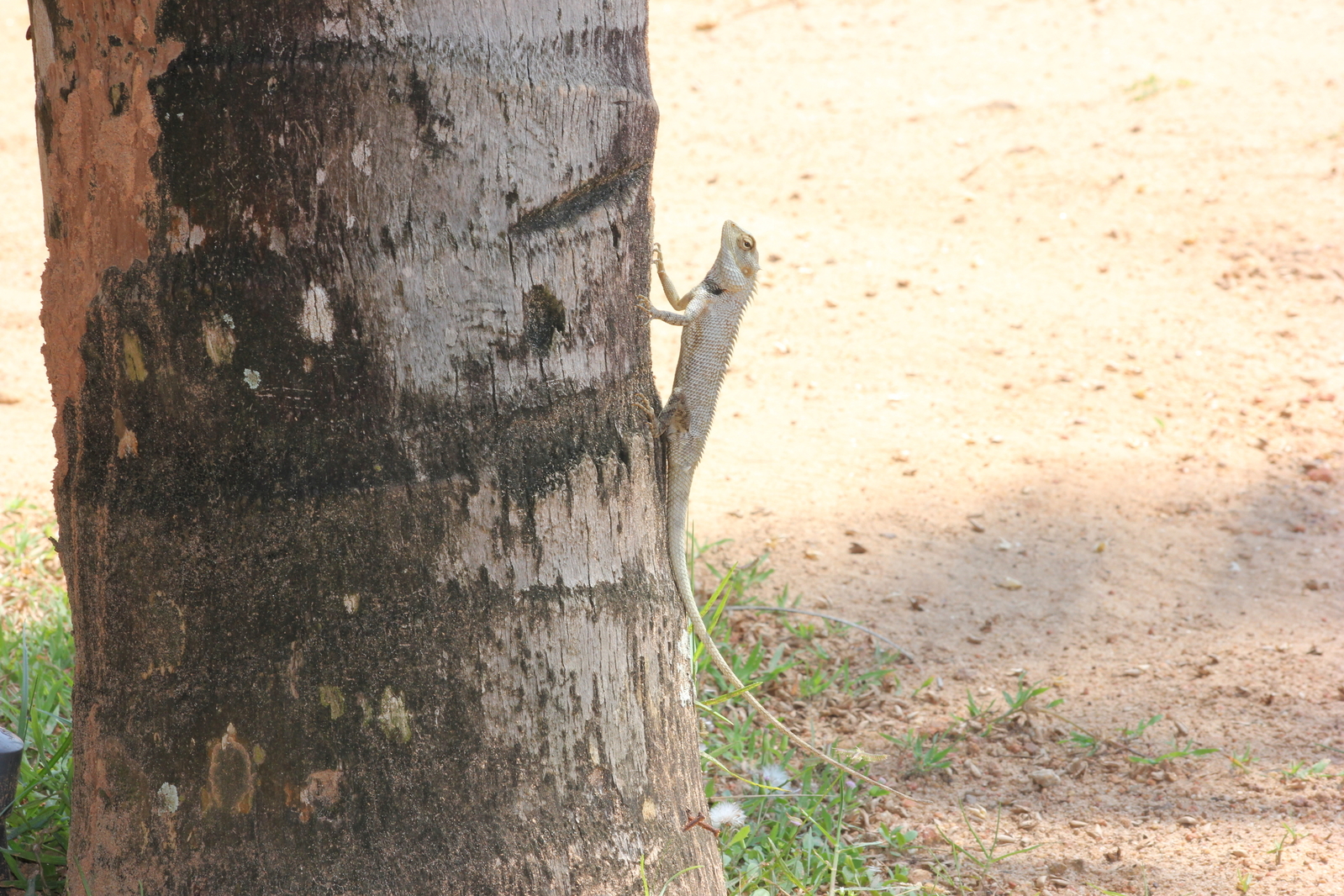 sri_lanka_010.JPG