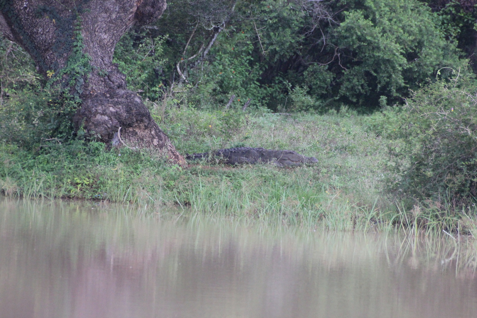 sri_lanka_202.JPG