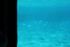 IMG_0142