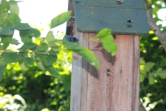 garden_012