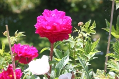 garden_013