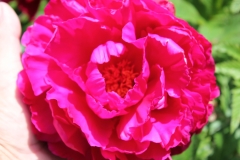 garden_014