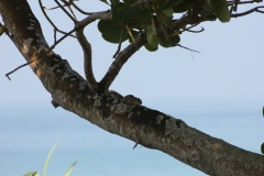sri_lanka_008