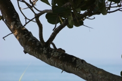 sri_lanka_009