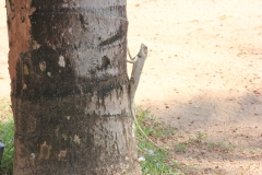 sri_lanka_010
