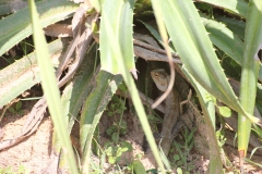 sri_lanka_011