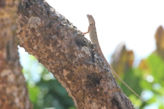 sri_lanka_014