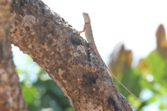 sri_lanka_015