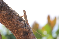 sri_lanka_016