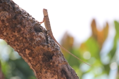 sri_lanka_017