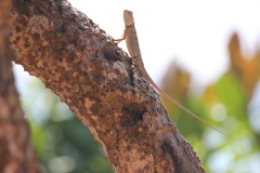 sri_lanka_018