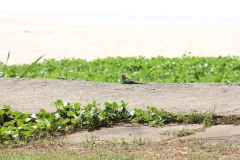 sri_lanka_019