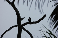 sri_lanka_023
