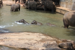 sri_lanka_026