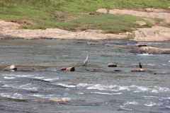 sri_lanka_035