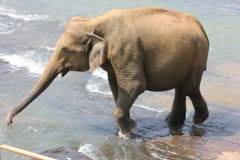 sri_lanka_038