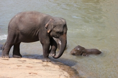 sri_lanka_039