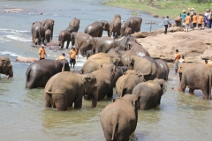 sri_lanka_041