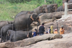 sri_lanka_042