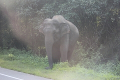 sri_lanka_046