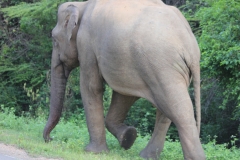 sri_lanka_048