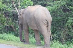 sri_lanka_049
