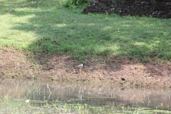 sri_lanka_075