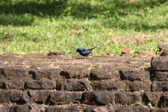 sri_lanka_079