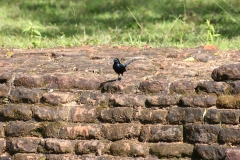 sri_lanka_080
