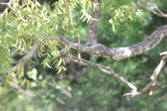 sri_lanka_081