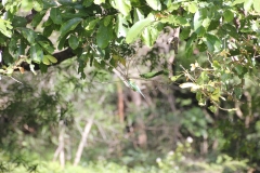 sri_lanka_082