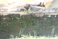 sri_lanka_083