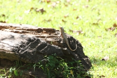 sri_lanka_084
