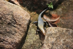 sri_lanka_085