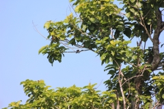 sri_lanka_089