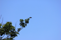 sri_lanka_091
