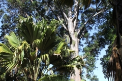 sri_lanka_118