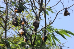 sri_lanka_128