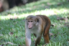 sri_lanka_131