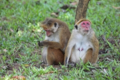sri_lanka_132