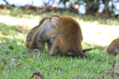 sri_lanka_133