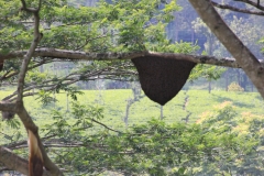 sri_lanka_141