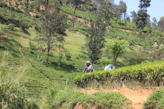 sri_lanka_142