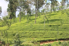 sri_lanka_143