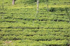 sri_lanka_144