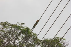 sri_lanka_172